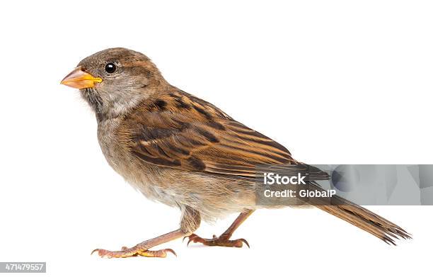 House Sparrow Against White Background Stock Photo - Download Image Now - Sparrow, Bird, White Background
