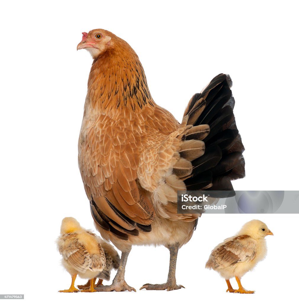 Gallina con chicks contro sfondo bianco - Foto stock royalty-free di Gallina