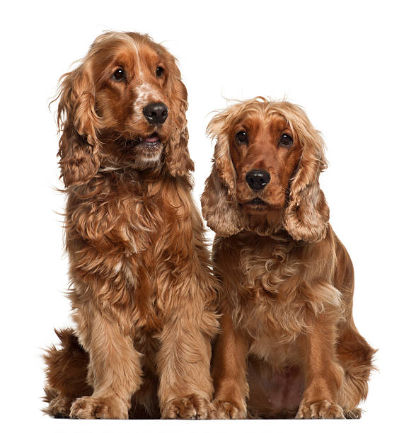 istock English Cocker Spaniels, 16 months old, sitting against white background 471479577