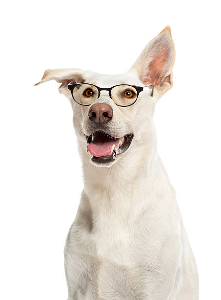 istock Crossbreed dog wearing glasses against white background 471479579