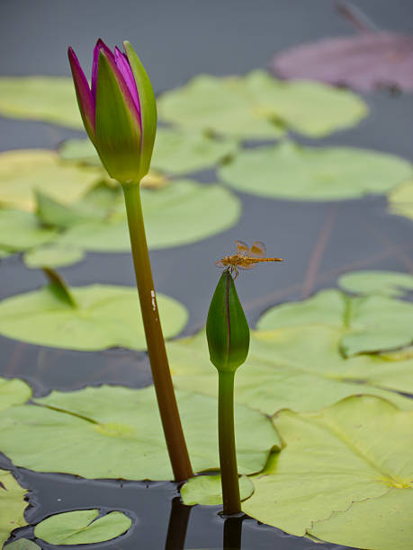 nénuphar - lotus ornamental garden insect summer photos et images de collection