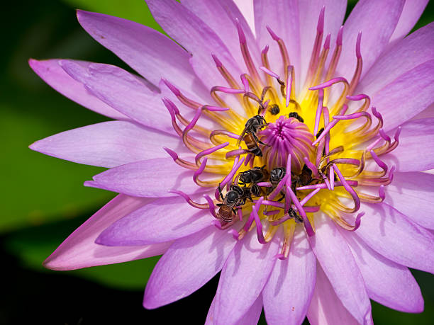 abeilles et nénuphar - lotus ornamental garden insect summer photos et images de collection