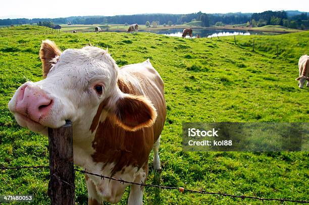 Szczęśliwy Krowa - zdjęcia stockowe i więcej obrazów Bydło domowe - Bydło domowe, Krowa, Uśmiechać się