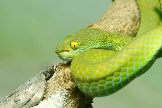 60+ Green Burmese Python Stock Photos, Pictures & Royalty-Free Images ...