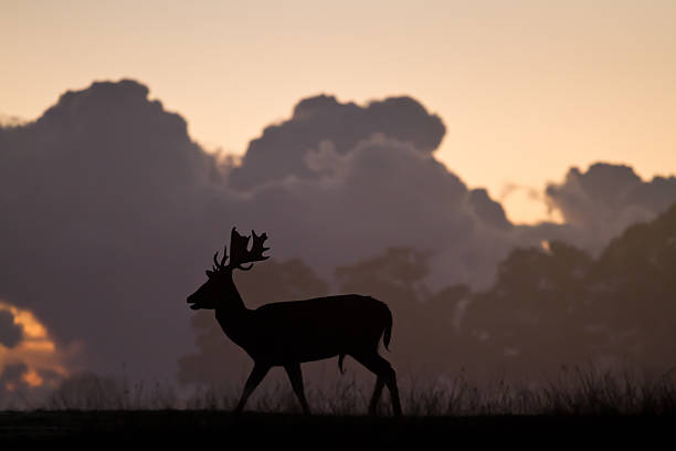 Roe deer, capreolus capreolus, male buck silhouette. Wild animal on the horizon with orange sky in background.