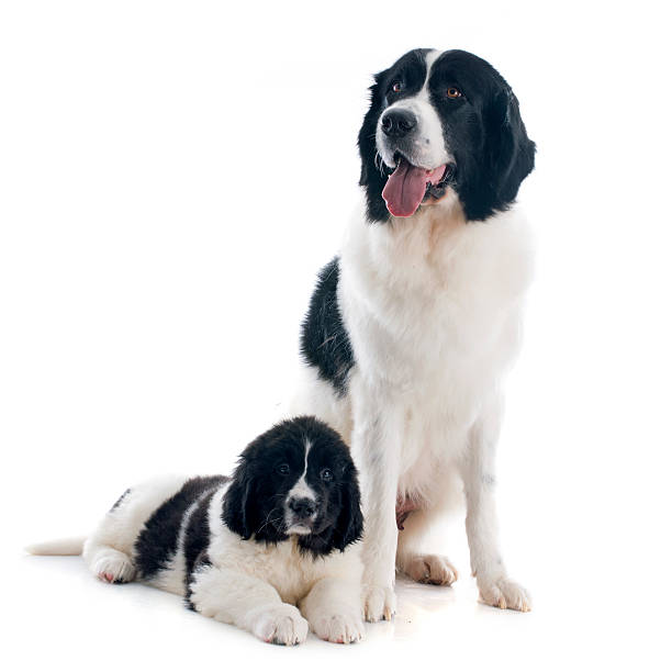 istock landseer dogs 471481399