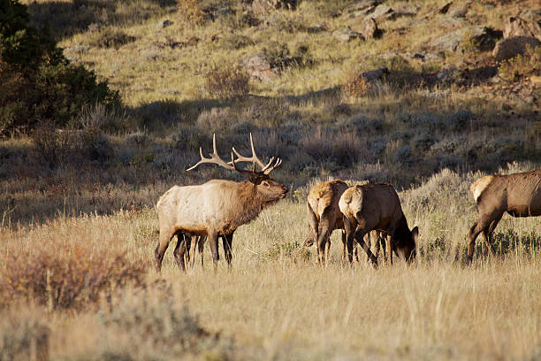istock Bull Elk and Cows in Rut 471481441