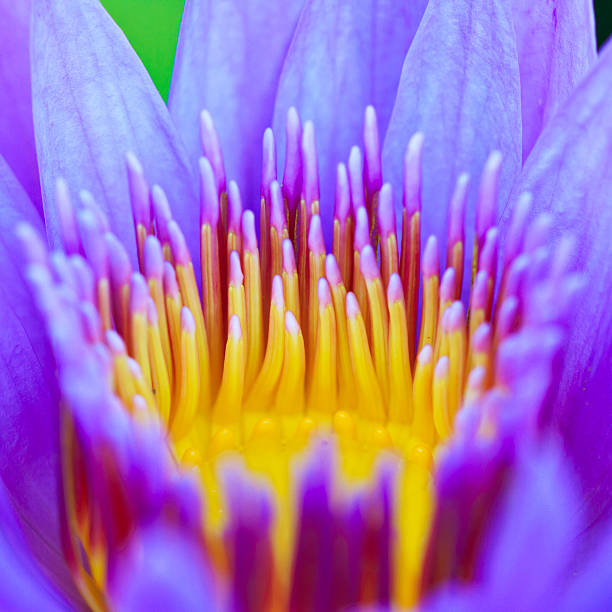 istock Purple water lilly or Lotus 471481653