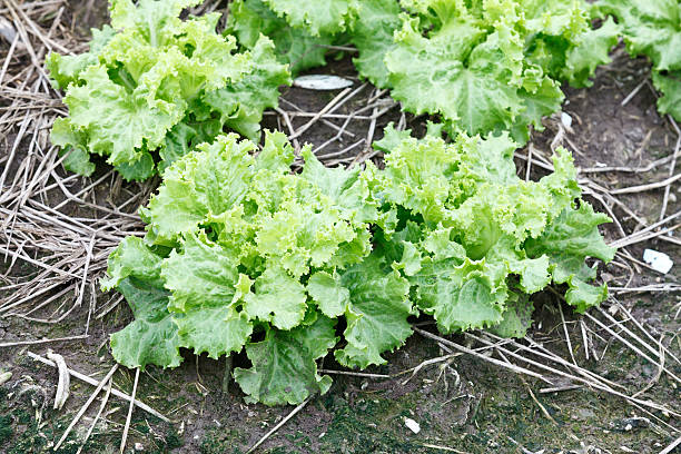 istock green fresh lettuce growing at a farm 471481821