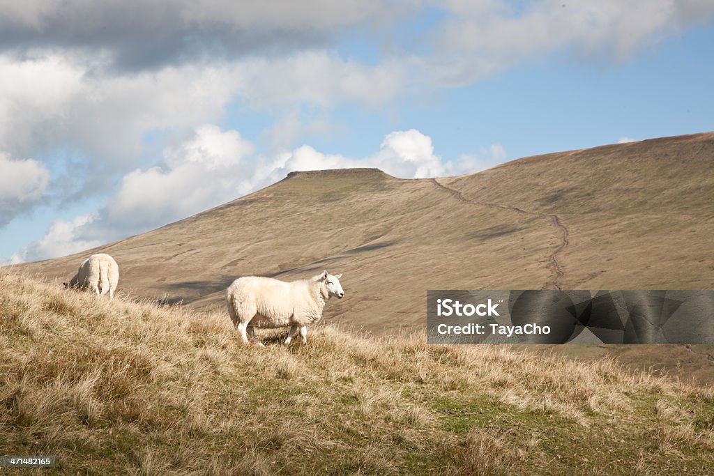 Welsh mountain Landschaft. - Lizenzfrei Schaf Stock-Foto