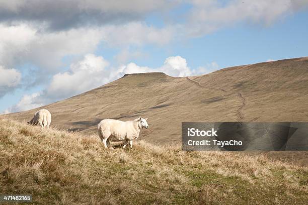 Welsh Mountain Landschaft Stockfoto und mehr Bilder von Schaf - Schaf, Landschaft, Berg