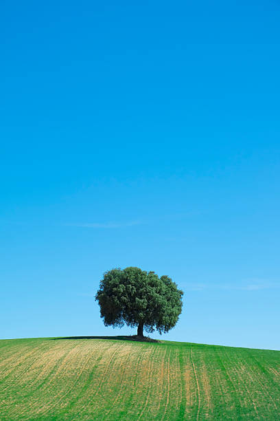 istock Green wheat field with a tree in the background 471482218