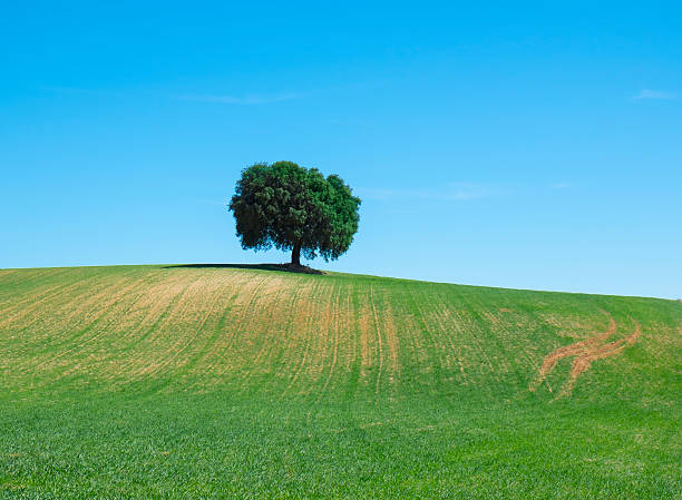 istock Green wheat field with a tree in the background 471482222