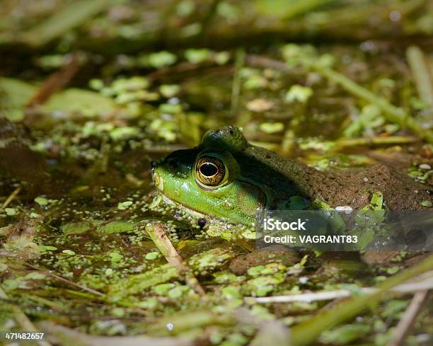 Rana Toro - Fotografie stock e altre immagini di Acqua - Acqua, Alga, Ambientazione esterna