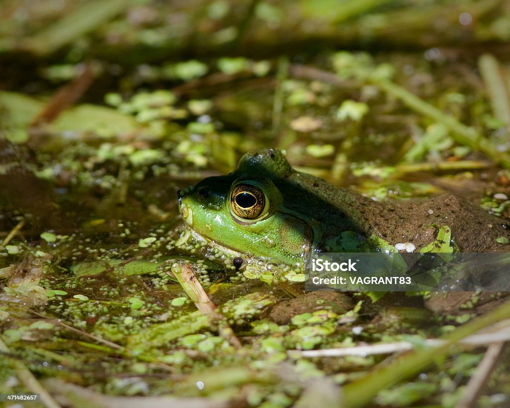 Sapo-boi Americano - Foto de stock de Alga royalty-free