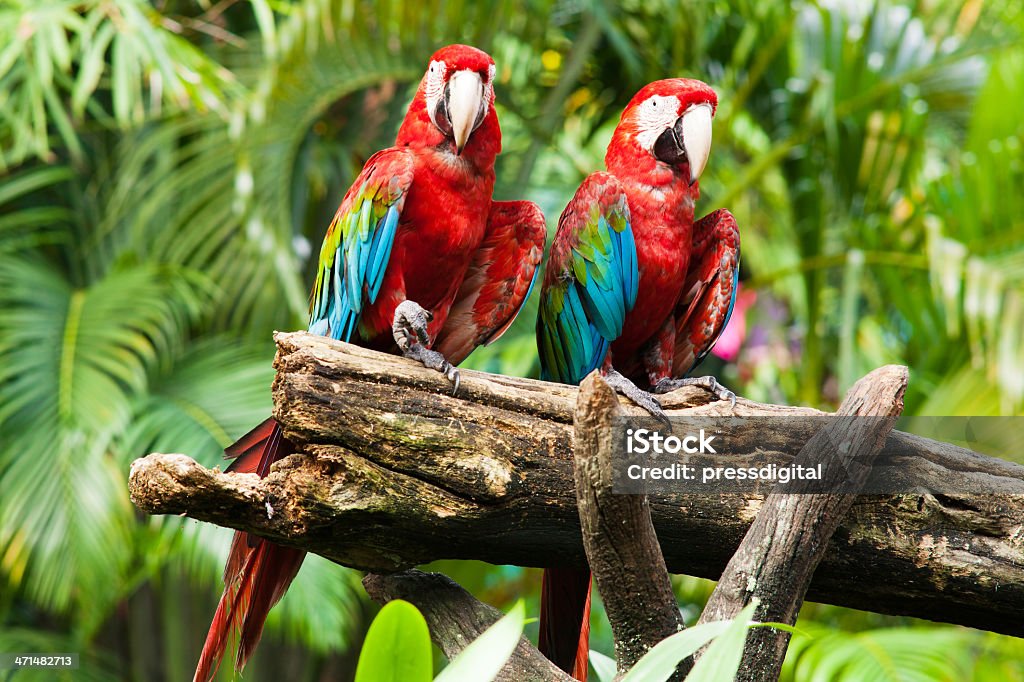 beautiful macaw beautiful macaw, tropical bird in natural surrounding Animal Stock Photo