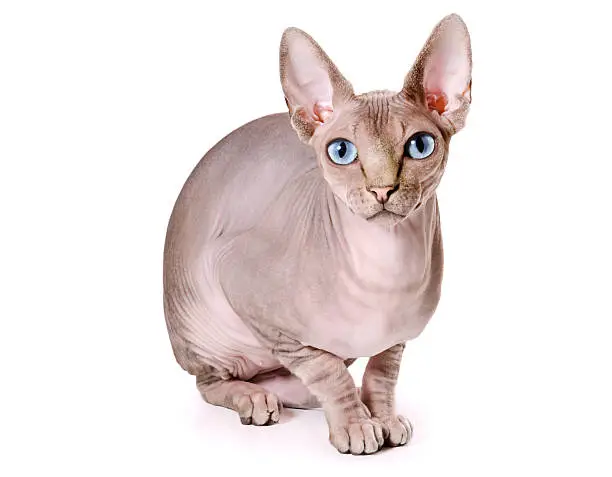 sphinx cat on the white background