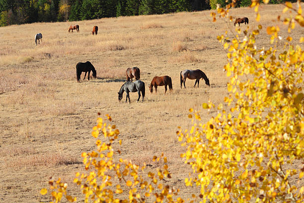 istock Horses Grazing, Nicola Valley, British Columbia 471483327