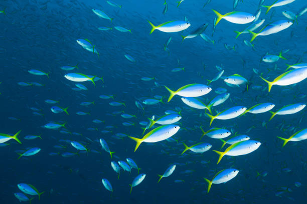 Yellow and Blueback Fusilier School Deep Down, Komodo Nationalpark, Indonesia A fast swimming school of Yellow and Blueback Fusilier Caesio teres in deep water at a sea mountain called Crystal Rock, North of Gili Lawa Laut, an island North of Komodo Island, Indonesia  yellowback fusilier stock pictures, royalty-free photos & images