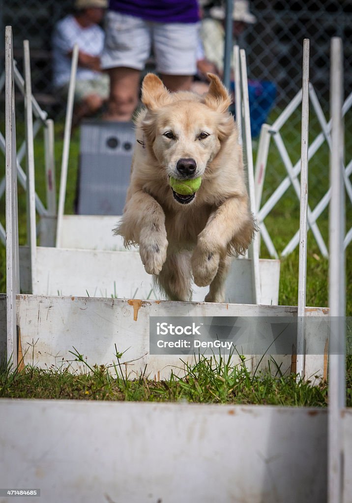 Labrador Dourado ar saltar obstáculos na concorrência - Foto de stock de Bola royalty-free