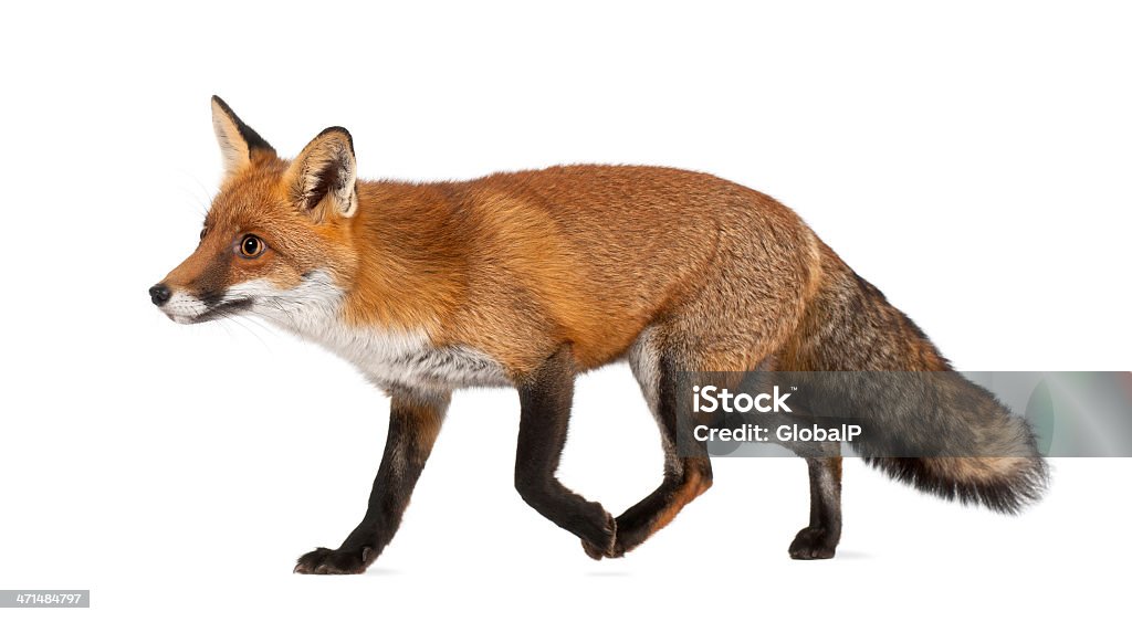 Close-up of a walking four-year old red fox Red fox, Vulpes vulpes, 4 years old, walking against white background Fox Stock Photo