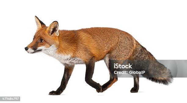 Closeup Of A Walking Fouryear Old Red Fox Stock Photo - Download Image Now - Fox, Cut Out, White Background