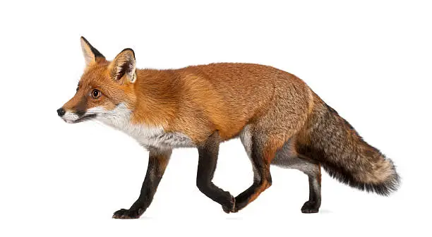 Red fox, Vulpes vulpes, 4 years old, walking against white background