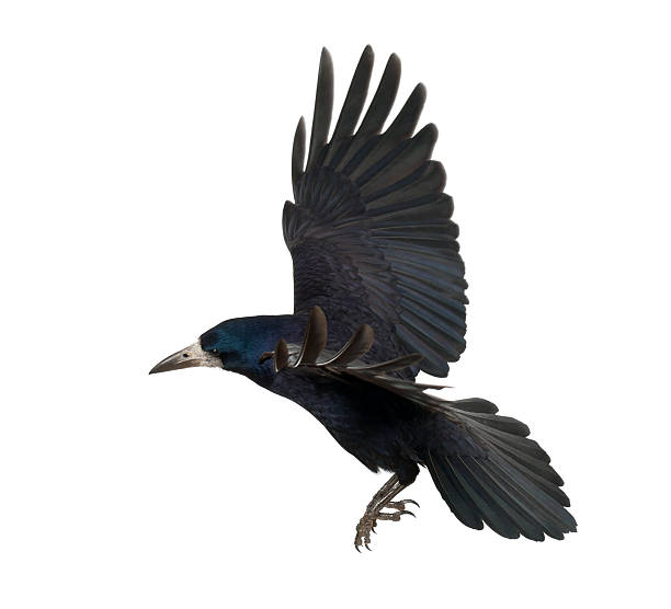 istock A Rook or Corvus frugilegus flying isolated on white 471484799