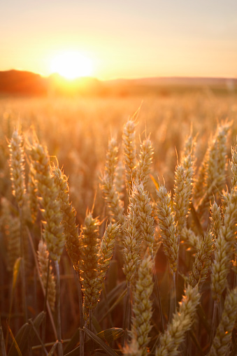 Wheat field in sunset light, shallow DOF. See more pictures from my lightbox \