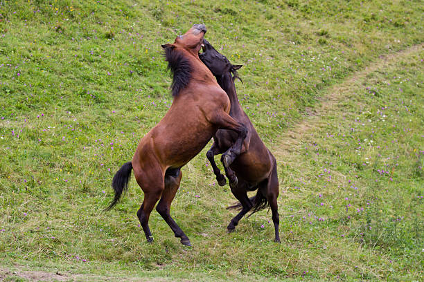 istock Battle of two stallions 471485178
