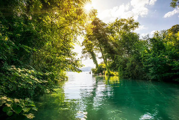 istock green oasis on a lake 471485312
