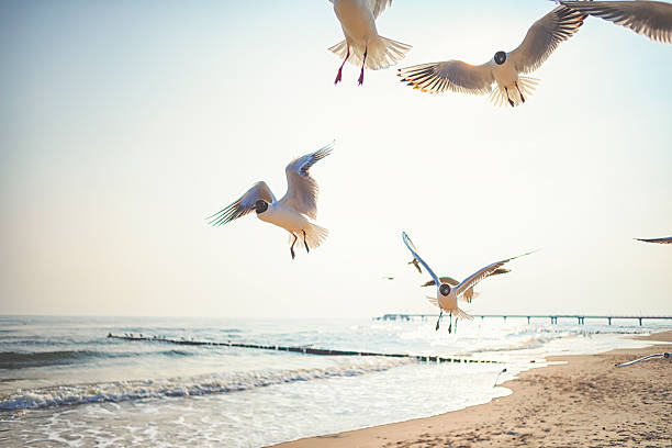 istock Black-headed gulls at the Ocean 471485602