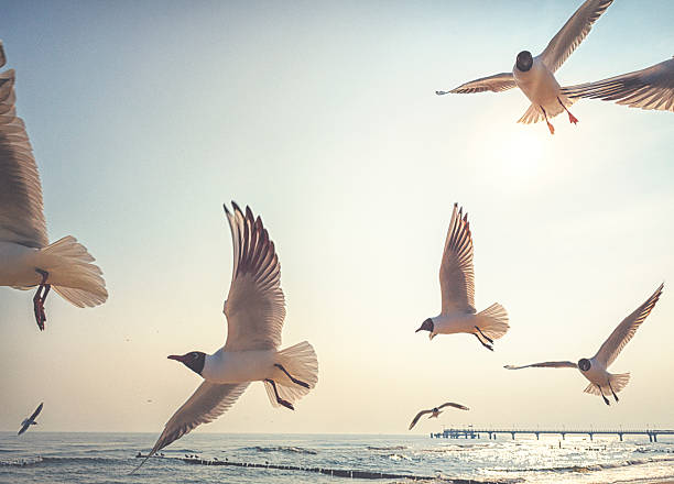 istock Black-headed gulls at the Ocean 471485604