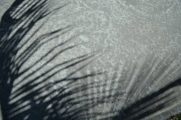 high angle view of the shadow from palm tree leaf on concrete natural textured concrete floor in summer light, black and white look but color photo with graphic look, can be used for summer backgrounds