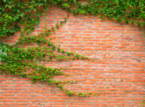 Section of a brick wall with vines growing across.