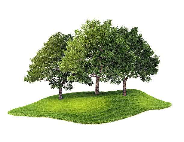island with forest floating in the air 3d rendered illustration of an island with grove floating in the air. Isolated on white background grove stock pictures, royalty-free photos & images
