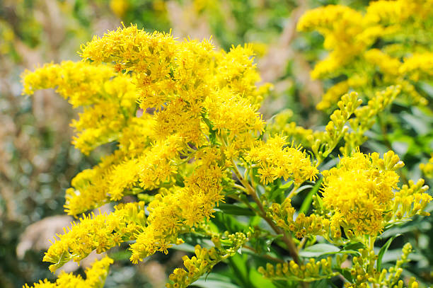 belle fleur aster ptarmicoides, solidago - goldenrod photos et images de collection