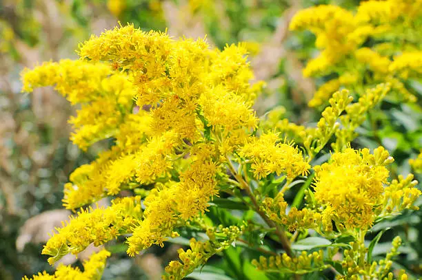 Blooming Goldenrod, Solidago flower or Zlata Rozga