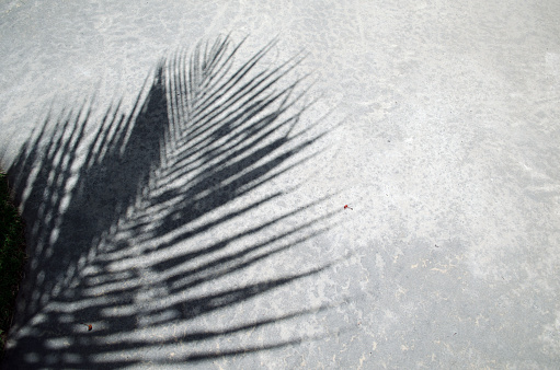 high angle view of the shadow from palm tree leaf on concrete natural textured concrete floor in summer light, black and white look but color photo with graphic look, can be used for summer backgrounds
