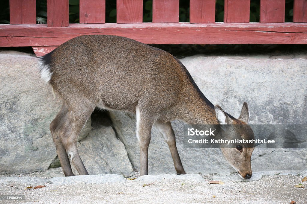Deer na ilha de Miyajima, de Itsukushima, município de Hiroshima, Japão - Foto de stock de Miyajima royalty-free