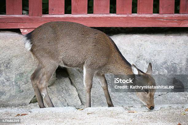 Foto de Deer Na Ilha De Miyajima De Itsukushima Município De Hiroshima Japão e mais fotos de stock de Miyajima