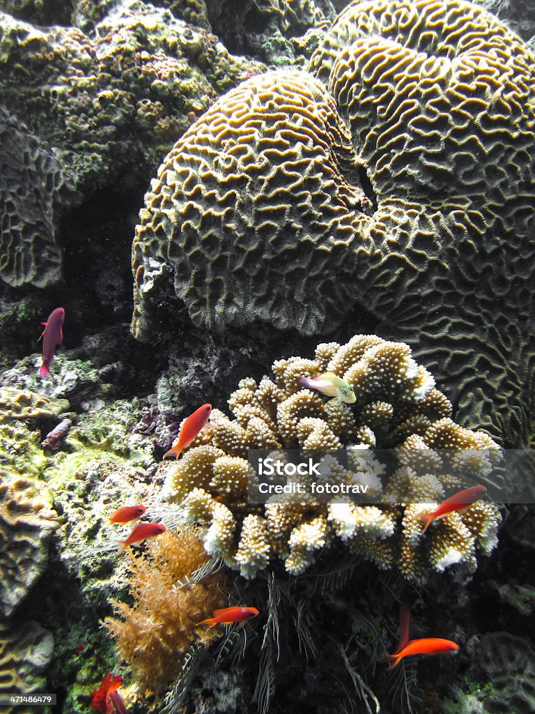 Peixes e recife de coral - Royalty-free Animal em via de extinção Foto de stock