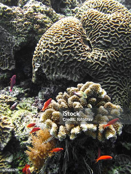 Peixes E Recife De Coral - Fotografias de stock e mais imagens de Animal em via de extinção - Animal em via de extinção, Animal selvagem, Colorido