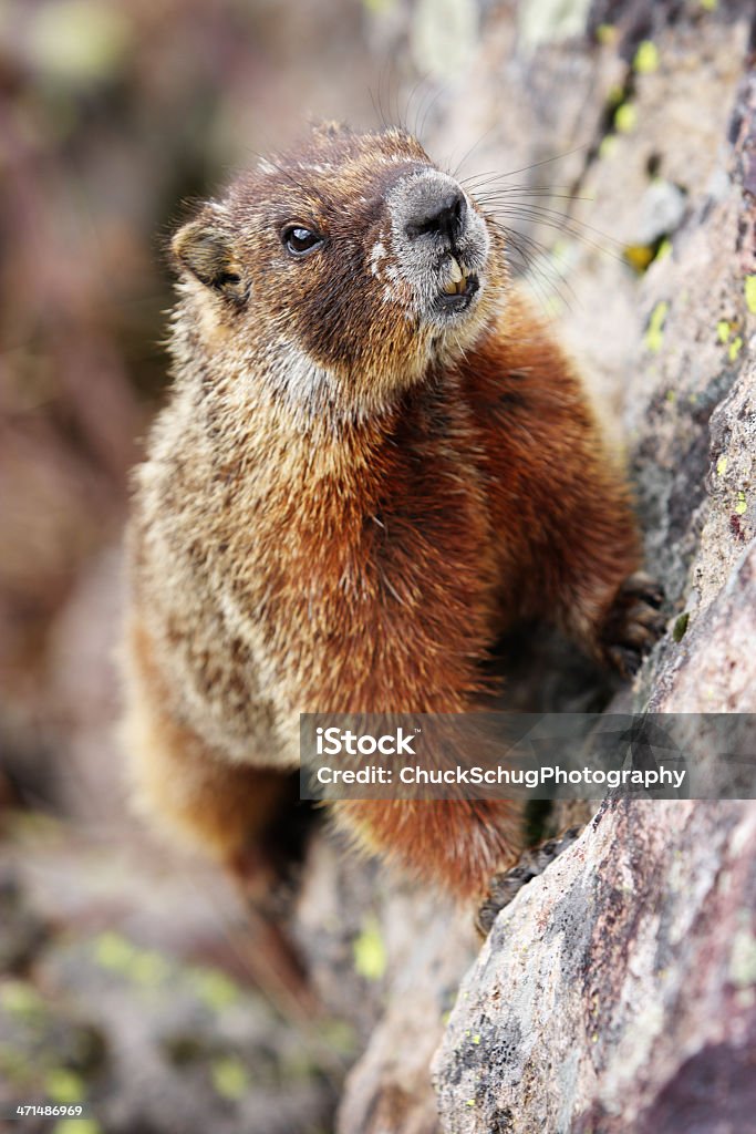 De ventre amarelo Marmota Marmota flaviventris - Royalty-free Animal Foto de stock