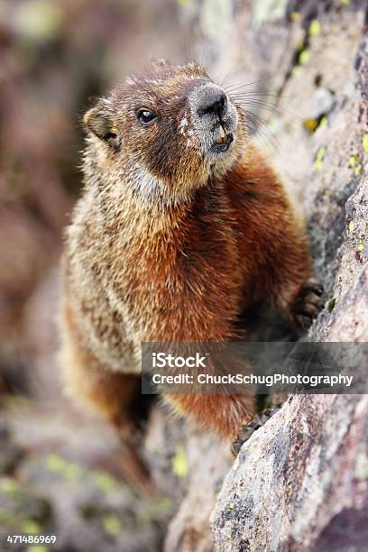 De Ventre Amarelo Marmota Marmota Flaviventris - Fotografias de stock e mais imagens de Animal - Animal, Animal perdido, Animal selvagem