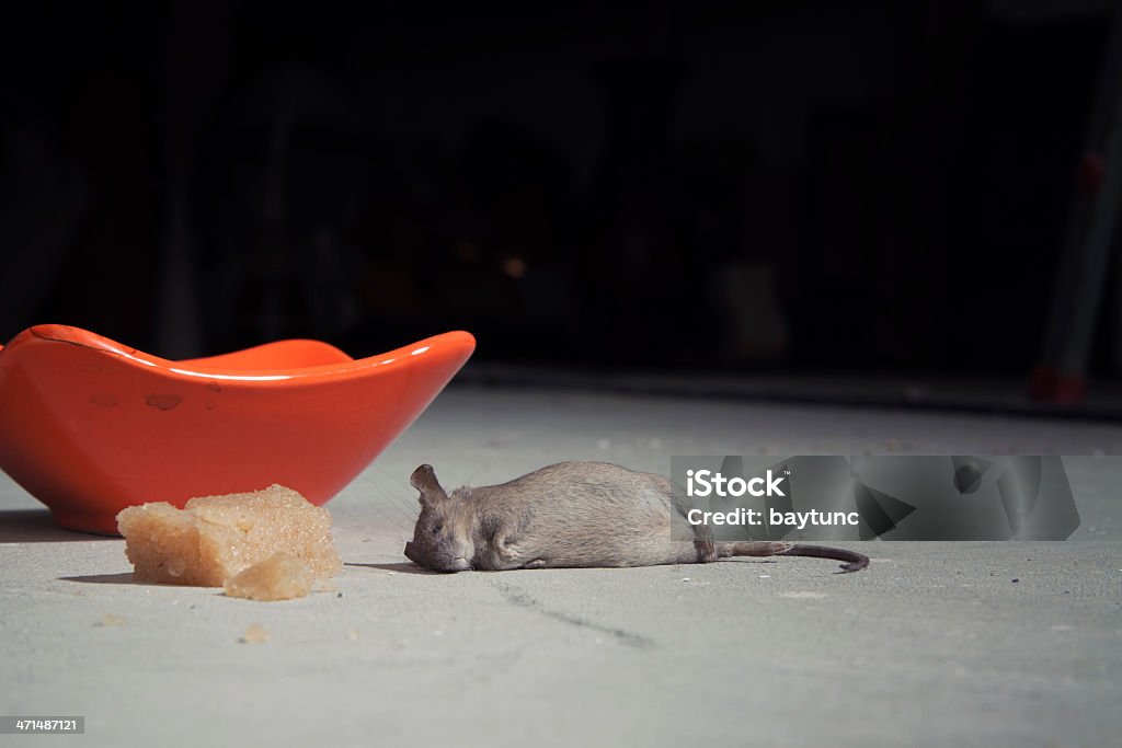 dead mouse and sweet poison image of a poor dead mouse Rodent Stock Photo