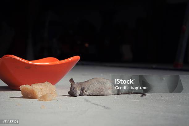 Dead Mouse And Sweet Poison Stock Photo - Download Image Now - Rodent, Animal, Animal Body