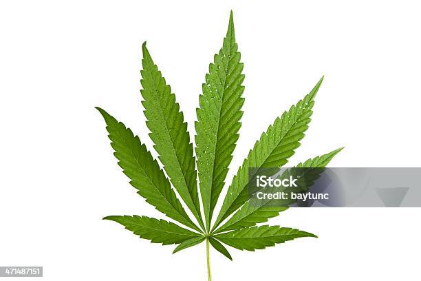 Hemp Leaf Stock Photo - Download Image Now - Hemp, Leaf, Cannabis Plant