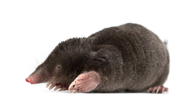 Mole Animal Stock Photos, Pictures & Royalty-Free Images - iStock Mole Animal Stock Photos, Pictures & Royalty-Free Images - iStock
