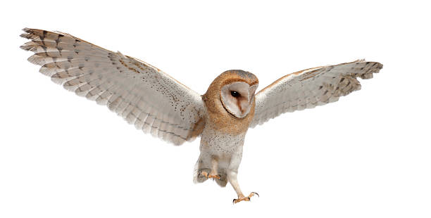 istock Barn Owl, Tyto alba, 4 months old, flying 471487315